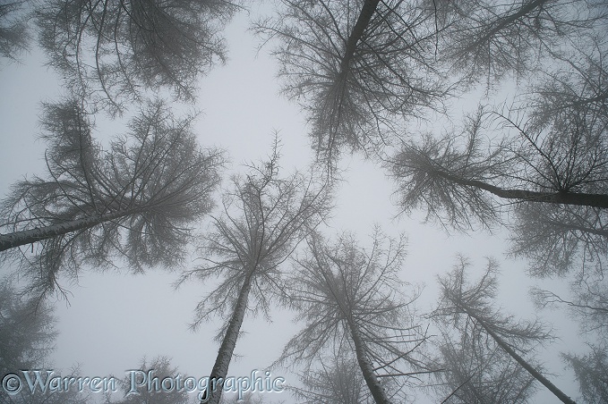 Looking up at Snowy European Larches (Larix decidua) with a misty atmosphere.  Surrey, England