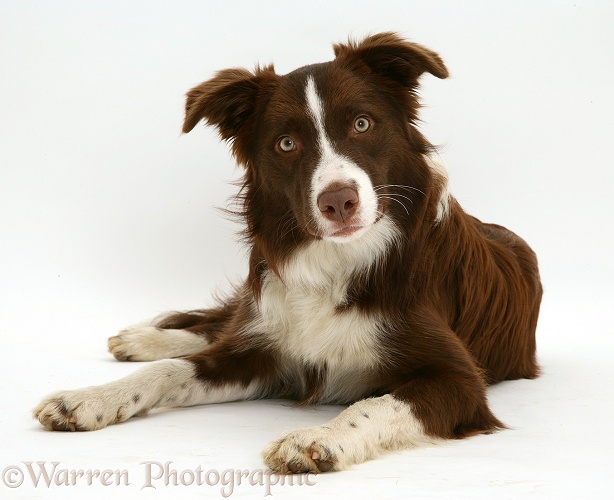 Chocolate registered Border Collie dog, Milo, 9 months old, white background