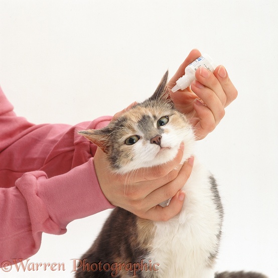 Vet administering ear drops to a Blue-cream and white cat with ear mites, white background