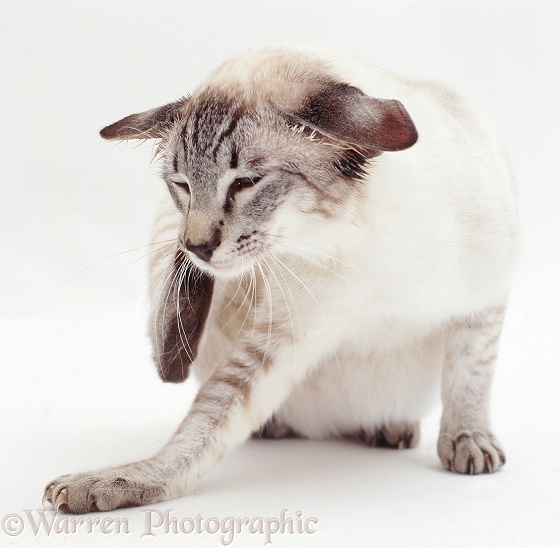 Tabby-point Siamese cat Curly scratching his ear after treatment for ear mites, white background
