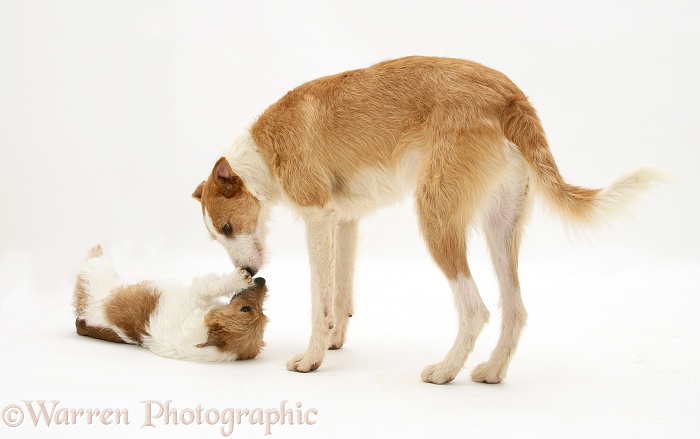 Lurcher, Kipling, playing with Jack Russell Terrier, Buttercup, white background