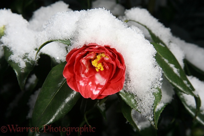 Red Camellia (Camellia sasanqua) after a light snowfall