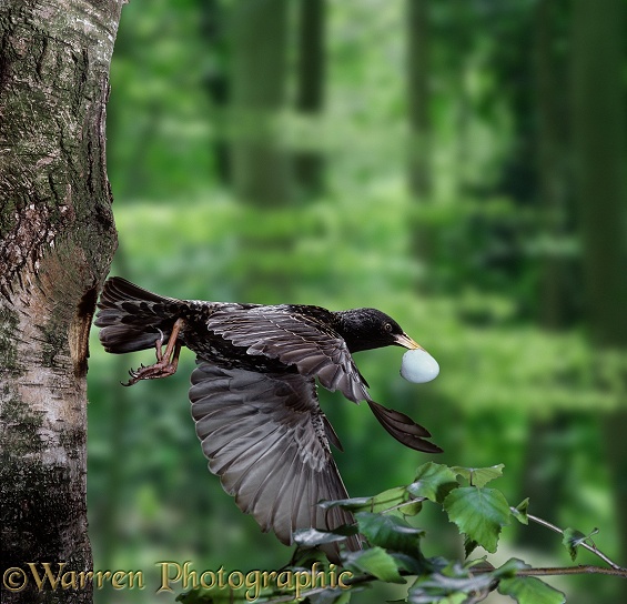 European Starling (Sturnus vulgaris) parent leaving nest hole carrying eggshell.  Europe introduced elsewhere