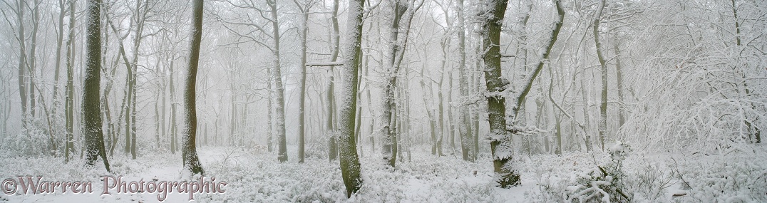 Oak woodland with snow.  Surrey, England
