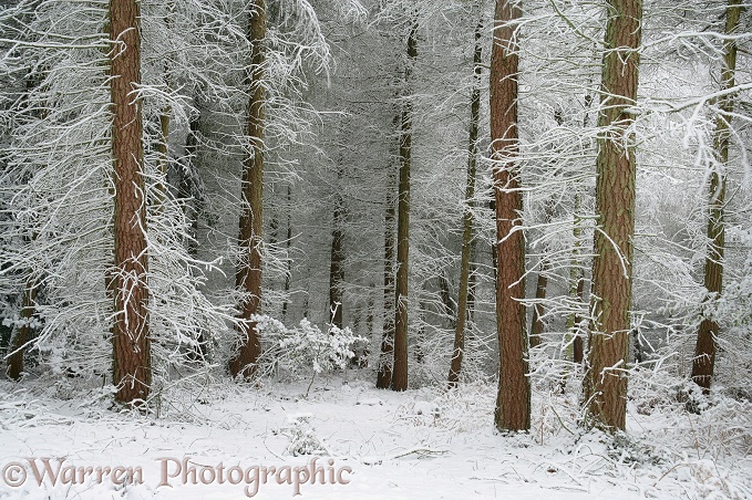 Coniferous forest with snow.  Surrey, England