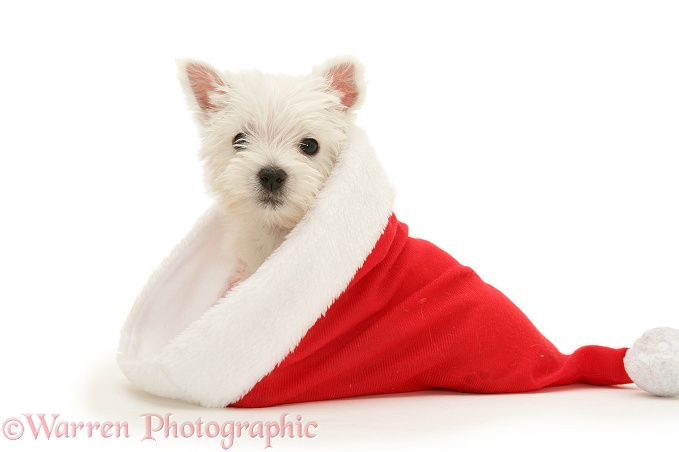 West Highland White Terrier pup in Father Christmas hat, white background