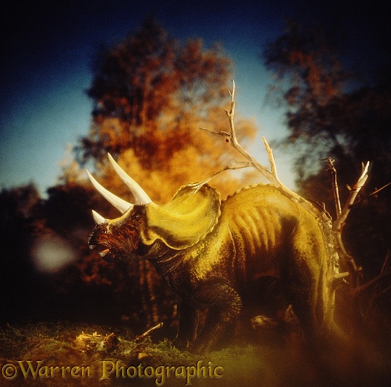 Triceratops bellowing on an autumn morning (length 11m, 35ft).  Cretaceous North America