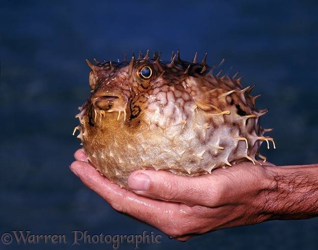 Pufferfish (Diodon holacanthus) inflated with sea water.  Caribbean