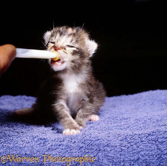 Hand-reared orphan kitten, 14 days old, suckling milk from a dropper