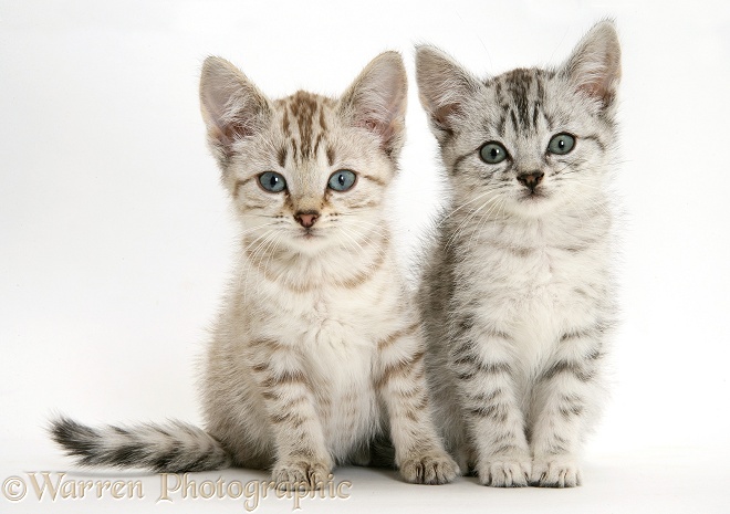 Silver tabby Bengal-cross kittens, white background