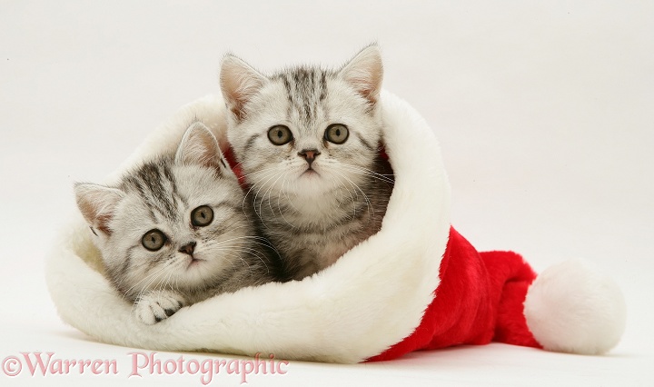 Pair of silver tabby kittens in a Santa hat, white background