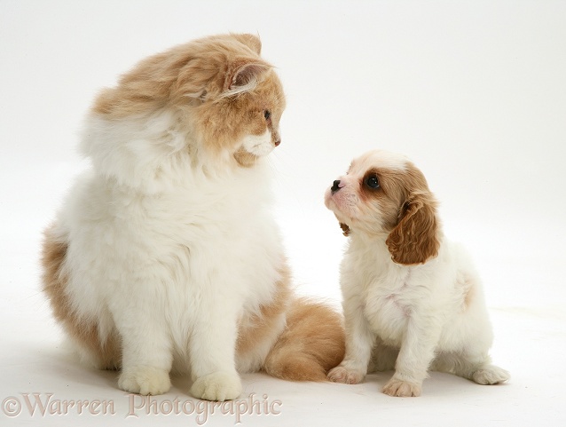Blenheim Cavalier King Charles Spaniel pup with a ginger-and-white cat, white background
