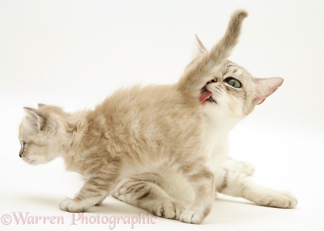 Birman-cross mother cat licking her kitten's bottom, white background