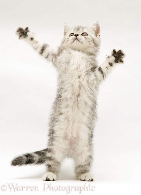 Silver tabby kitten reaching up and grasping, white background