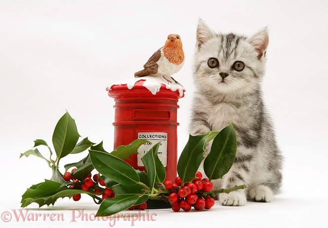 Silver tabby kitten with festive toy post box and holly, white background