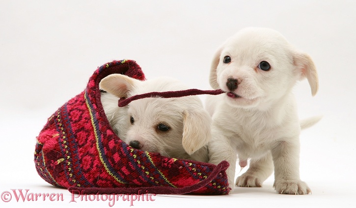 Westie x Cavalier pups in a hat, white background