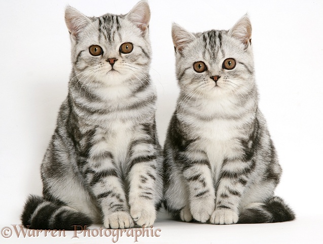 Silver tabby kittens, white background