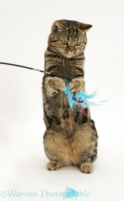 Tabby cat, Tiger Lily, playing with a feather duster, white background