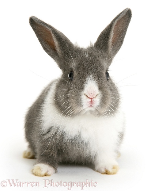 Baby Dutch-cross rabbit, white background