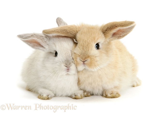 Baby silver colourpoint and sandy Lop rabbits, white background
