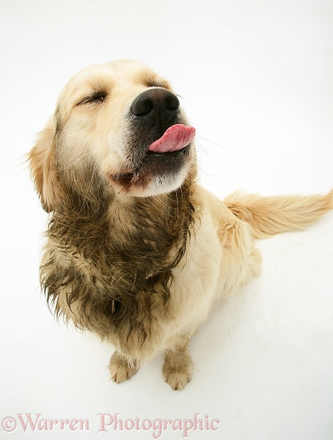 Golden Retriever bitch, Lola, soiled and smelly after rolling in badger poo, white background