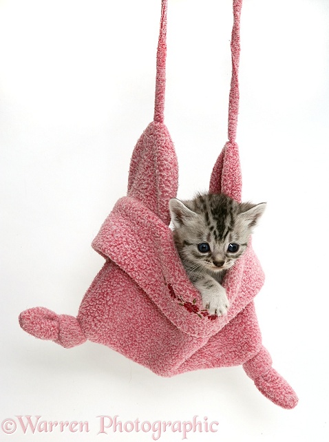 Silver tabby kitten hung up in a child's hat, white background