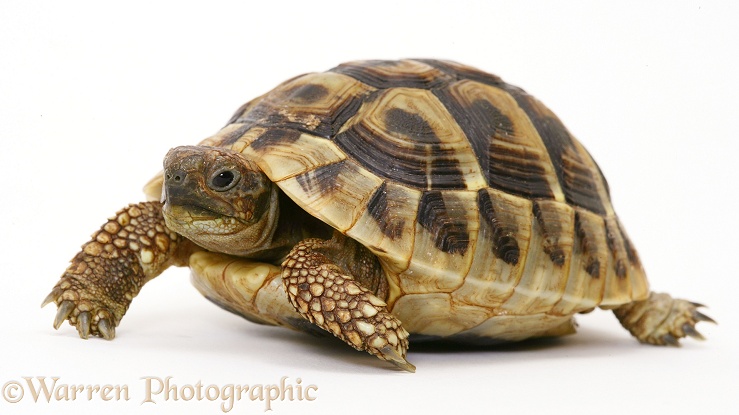 Baby Hermann's Tortoise (Testudo hermanni), 18 months old, white background