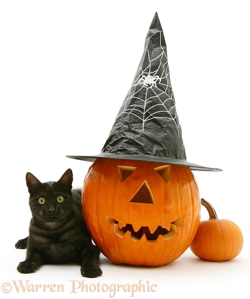Black smoke cat with a large Halloween Pumpkin in a witch's hat, white background
