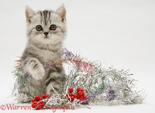 Silver tabby kitten with silver tinsel and red berry decoration, white background