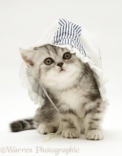 Silver tabby kitten in a baby's sun hat, white background