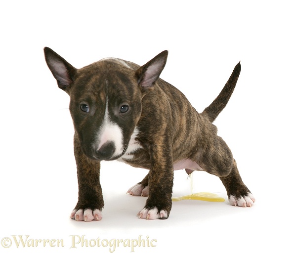 Miniature English Bull Terrier pup, 6 weeks old, urinating, white background