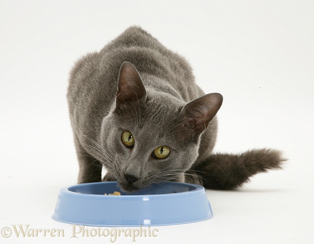 Blue Tonkinese male cat, Del, eating from a blue bowl, white background