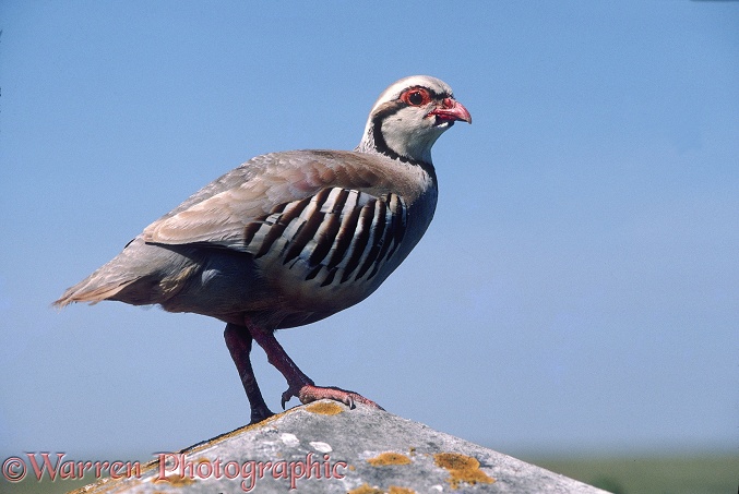 Red-legged Partridge (Alectoris rufa)