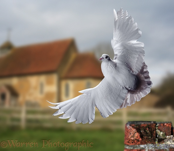 Garden Fantail Pigeon (Columba livia) taking off