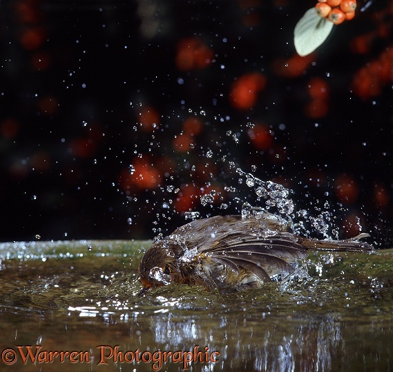 European Robin (Erithacus rubecula) bathing in a birdbath.  Europe