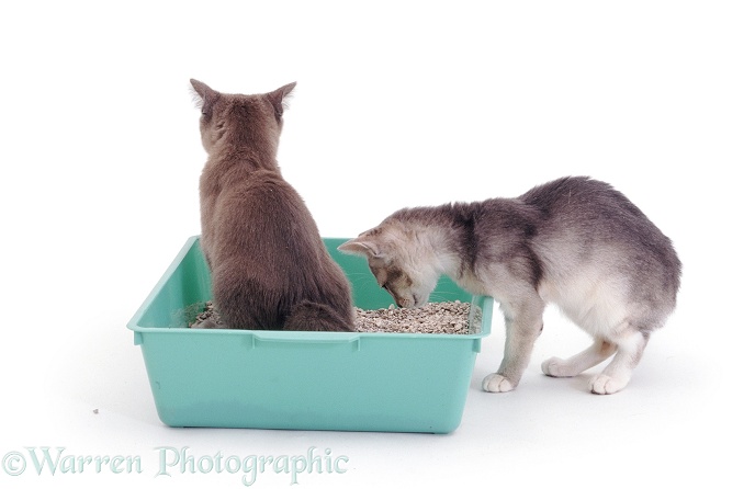 Blue-cream kitten watching what her sister is doing in the litter tray!, white background