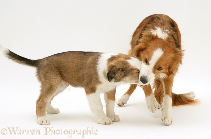 Sable Border Collie, Lollipop, keeping a pup submissive by holding its muzzle in her jaws, white background