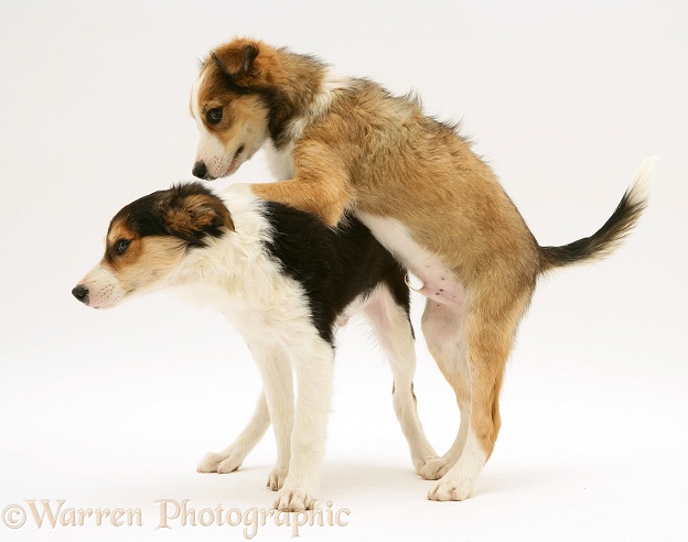 Sable Border Collie pup asserting dominance over his brother by putting his paws on his shoulders, white background