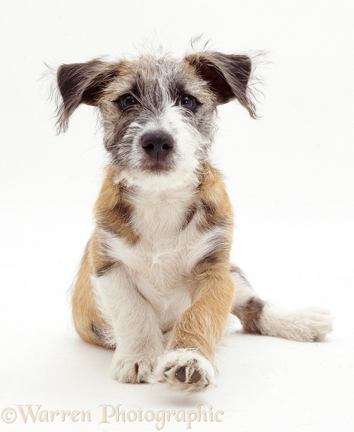 Young Jack Russell Terrier cross pup, Jorge, white background