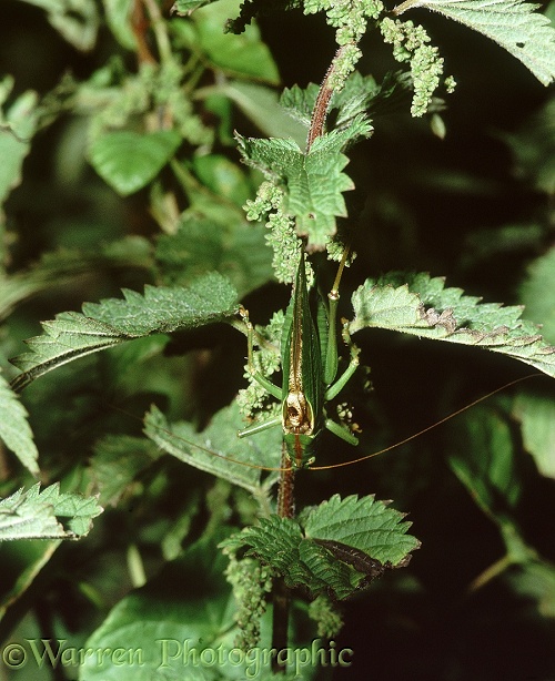 Great Green Bush Cricket (Tettigonia viridissima) male in typical head-down position stridulating at night.  This individual has lost one of its hind legs