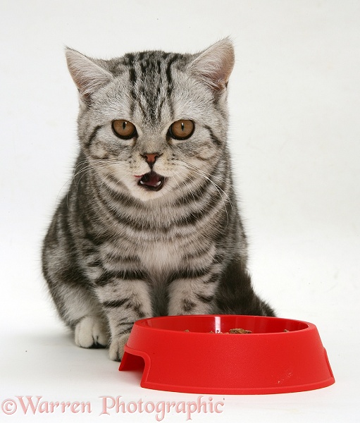 Silver tabby cat eating from a red plastic bowl, white background