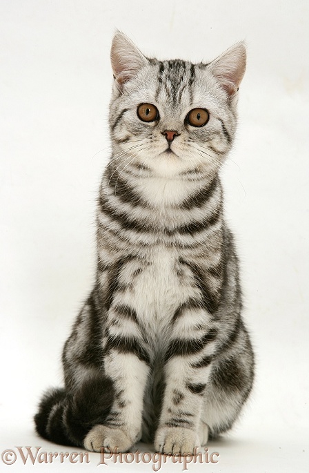 Silver tabby cat sitting, white background