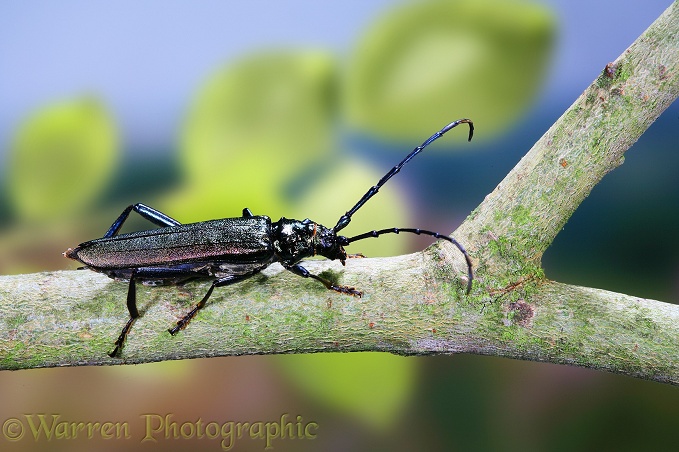 Musk Beetle (Aromia moschata) on willow.  Europe