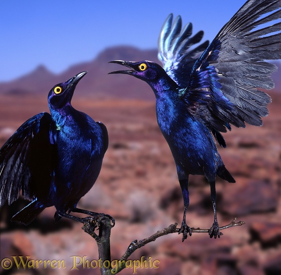 Purple Glossy Starling (Lamprotornis purpureus) pair in dispute.  Africa