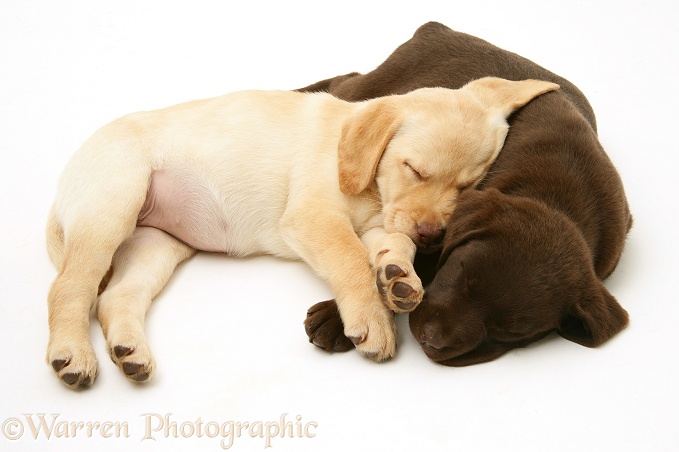 Yellow and Chocolate Labrador Retriever pups asleep, white background