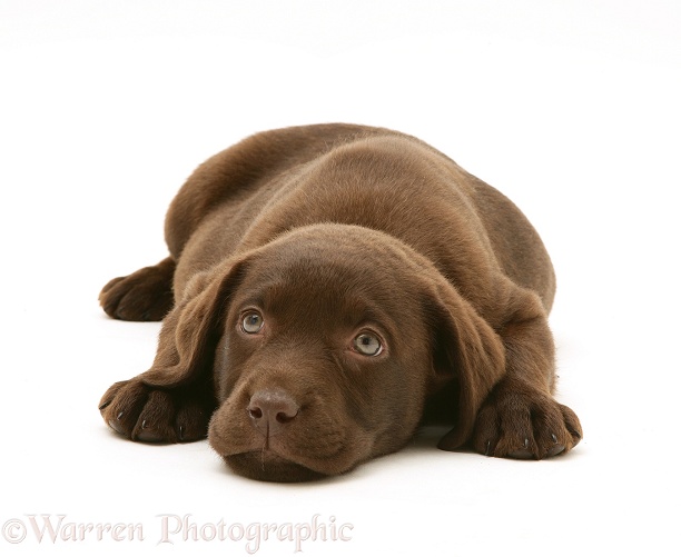 Chocolate Labrador Retriever puppy chin on floor, white background