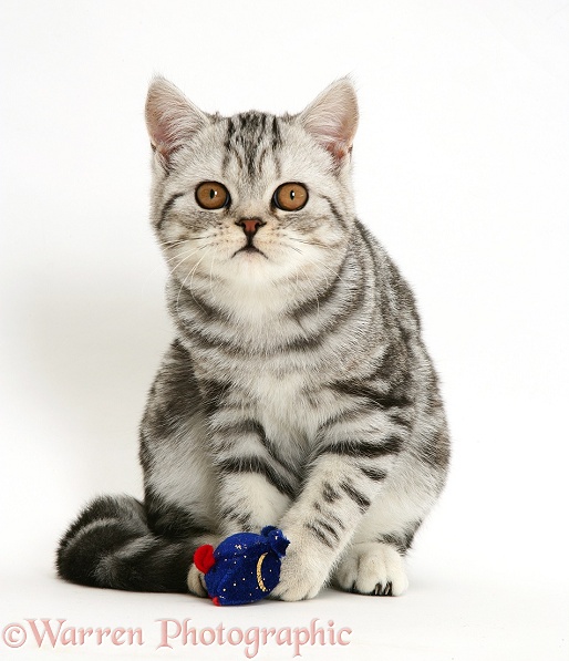 Silver tabby cat staring intently, white background
