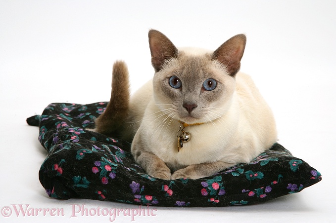 Siamese-cross cat, Isaac, lying comfortably on a cushion, white background
