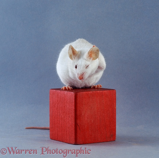 Albino Himalayan pet mouse washing behind its ears on a red wooden brick