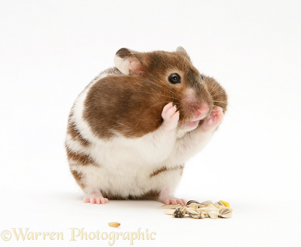 Hamster with cheek pouches stuffed full of food, white background